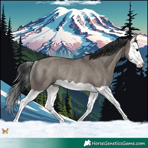 Horse Color:Grullo Splash Rabicano 