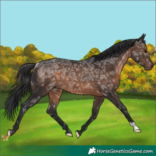 Horse Color:Brown Ice Rabicano 