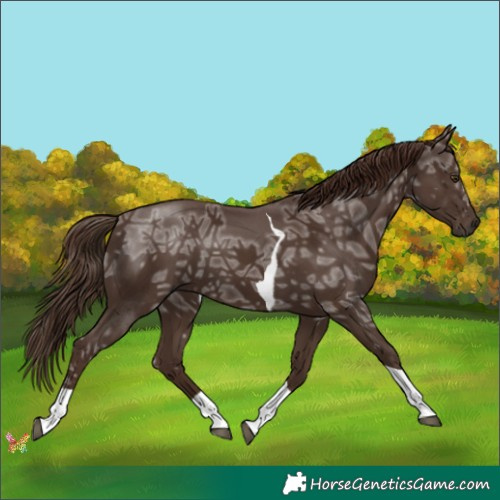 Horse Color:Liver Chestnut Ice Tobiano Rabicano 