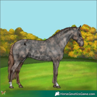 Horse Color:Red Dun Ice Appaloosa 