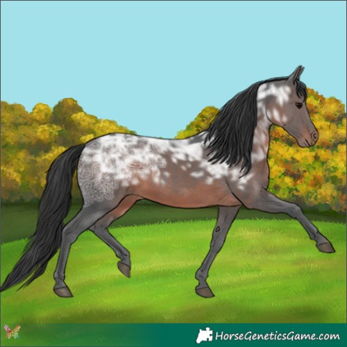 Horse Color:Brown Ice Sabino Rabicano 