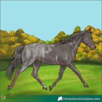 Horse Color:Liver Chestnut Ice Mushroom Rabicano 