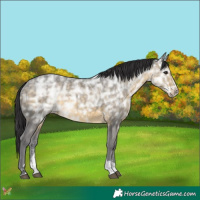 Horse Color:Buckskin Ice Sabino 