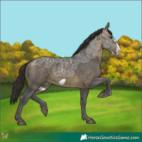 Horse Color:Buckskin Ice Frame 