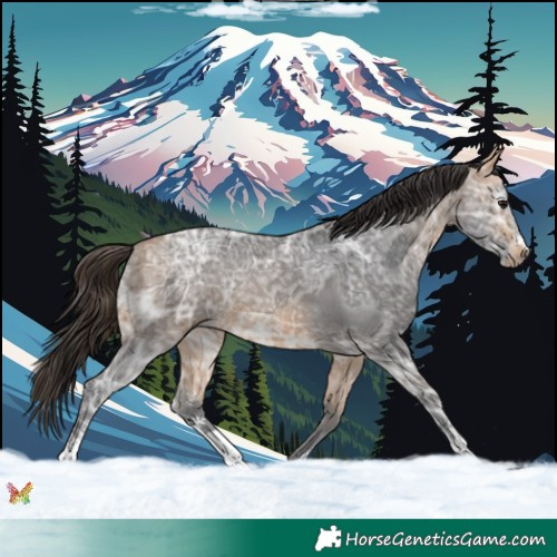 Horse Color:Buckskin Ice Sabino 