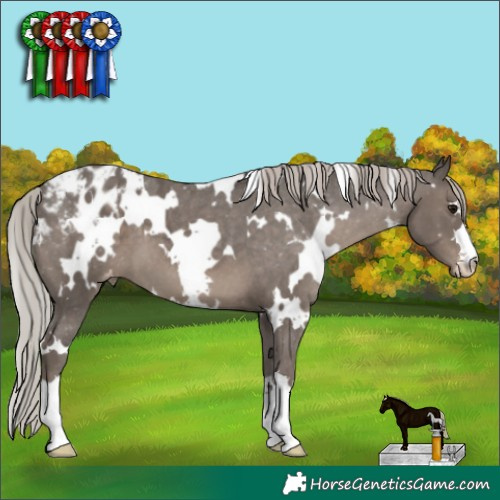 Horse Color:White Spotted Silver Black Appaloosa 