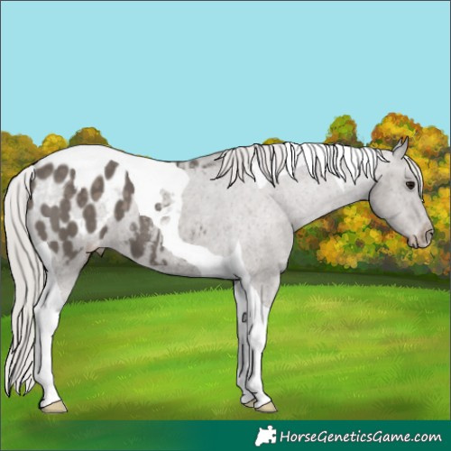 Horse Color:Silver Black Tobiano Appaloosa 
