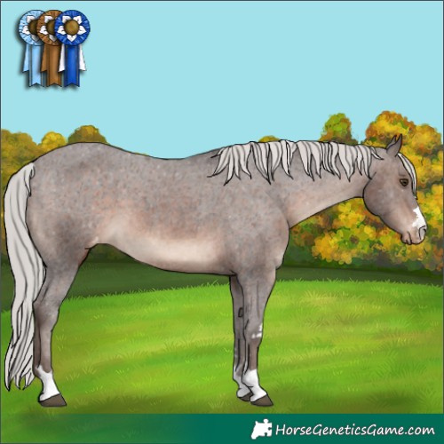Horse Color:Silver Brown Appaloosa 