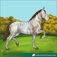 Horse Color:Chestnut Ice