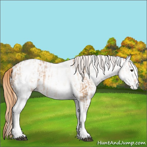 Horse Color:White Spotted Red Dun Rabicano  and White Spotted Gold Champagne Dun Rabicano 