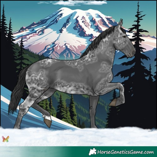 Horse Color:Black Ice 