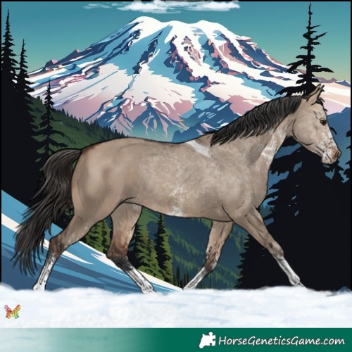 Horse Color:White Spotted Bay Dun Tobiano 