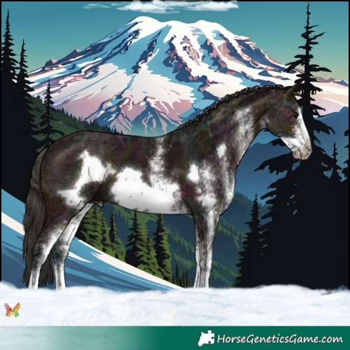 Horse Color:White Spotted Midnight Bay Ice Frame 