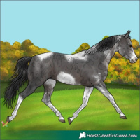 Horse Color:White Spotted Brown Ice Tobiano Frame 