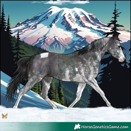 Horse Color:White Spotted Midnight Brown Ice Tobiano 