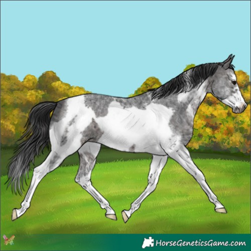 Horse Color:White Spotted Brown Ice Tobiano Frame 