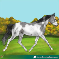 Horse Color:White Spotted Brown Ice Tobiano Frame