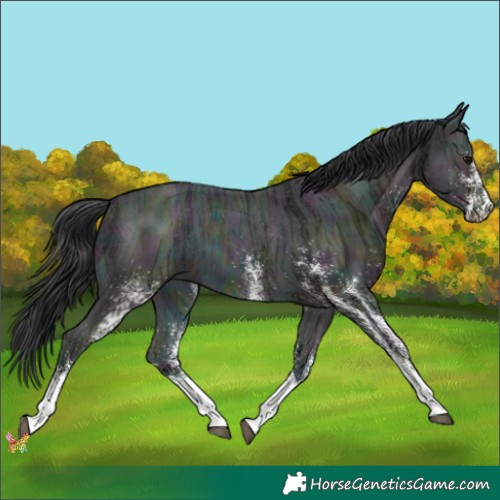 Horse Color:White Spotted Midnight Brown Ice 