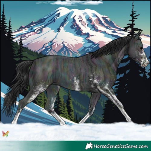 Horse Color:White Spotted Midnight Brown Ice 