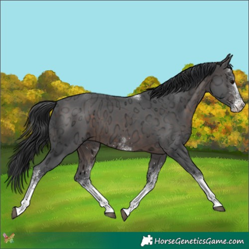 Horse Color:White Spotted Brown Ice Tobiano 