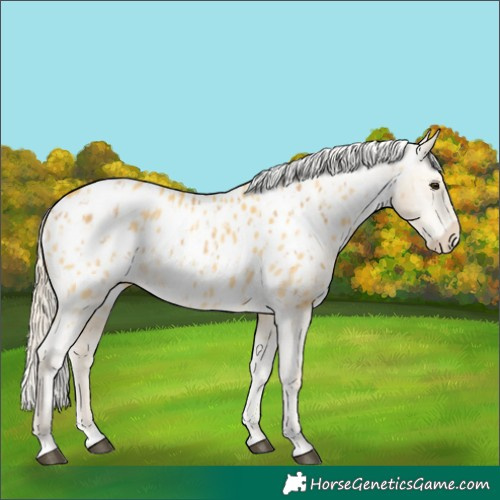 Horse Color:Palomino Dun Appaloosa  and Palomino Dun Appaloosa 