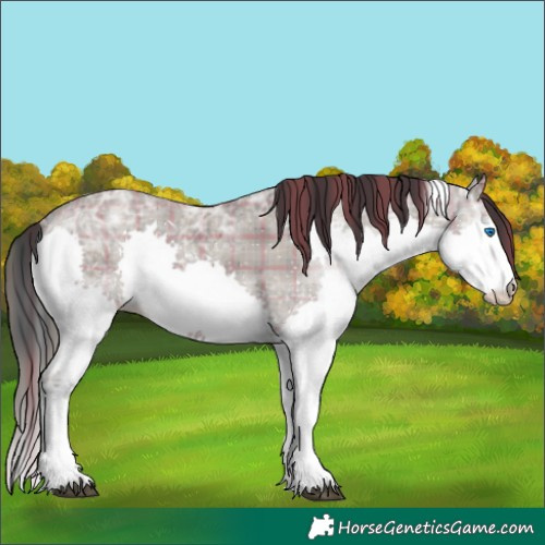 Horse Color:Plaid  Grullo Ice Splash Tobiano Rabicano 