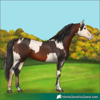 Horse Color:Red Dun Appaloosa and Bay Sabino