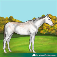 Horse Color:White Spotted Bay Splash  and White Spotted Amber Champagne Splash 