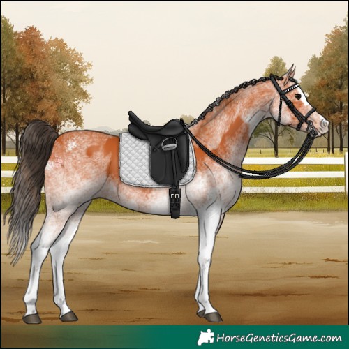 Horse Color:White Spotted Bay Splash  and White Spotted Bay Splash 