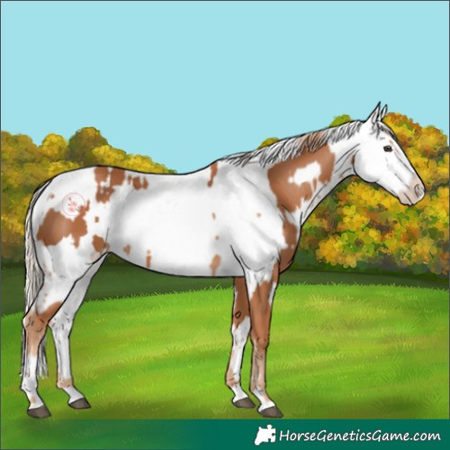 Horse Color:Chestnut Splash Frame  and Chestnut Splash Frame 