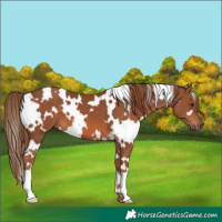 Horse Color:White Spotted Chestnut