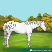 Horse Color:Grullo Tobiano Appaloosa