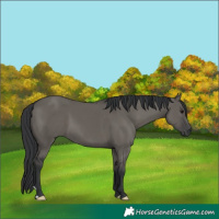 Horse Color:Grullo 