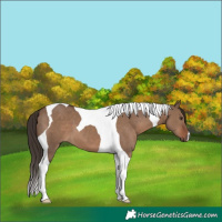 Horse Color:Liver Red Dun Tobiano 