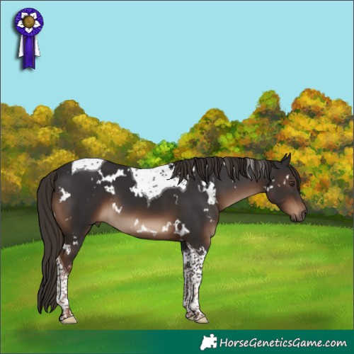 Horse Color:White Spotted Liver Chestnut Tobiano 