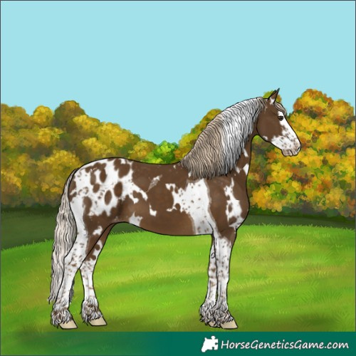 Horse Color:White Spotted Chocolate Palomino Splash Tobiano Blanket