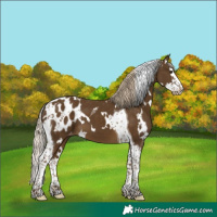 Horse Color:White Spotted Chocolate Palomino Splash Tobiano Appaloosa