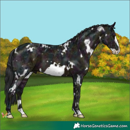 Horse Color:White Spotted Midnight Brown Ice Frame 