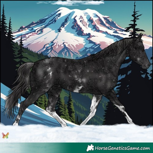 Horse Color:White Spotted Smoky Black Ice Tobiano 