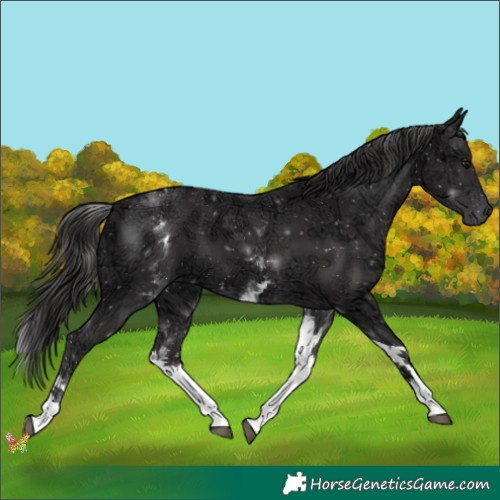 Horse Color:White Spotted Smoky Black Ice Tobiano 