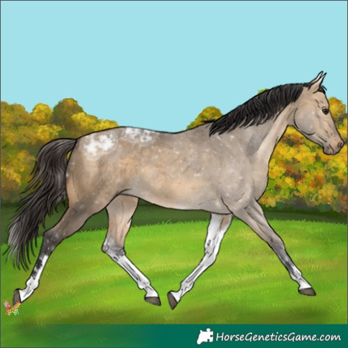 Horse Color:White Spotted Buckskin Ice Dun 