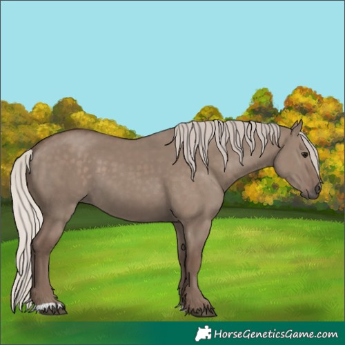 Horse Color:Silver Grullo