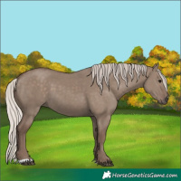 Horse Color:Silver Grullo 