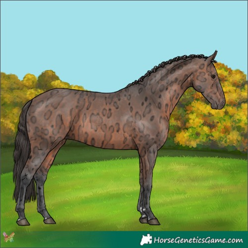 Horse Color:Bay Ice 