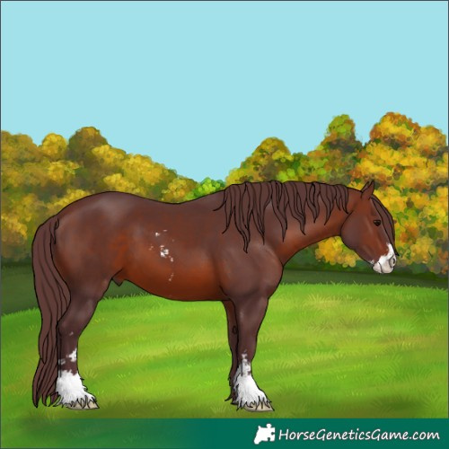 Horse Color:Chocolate Brown Sabino 