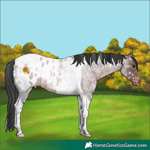 Horse Color:Brown Roan Mushroom Tobiano Appaloosa 
