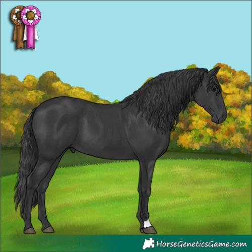 Horse Color:Black 