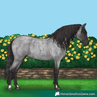 Horse Color:Smoky Blue Roan