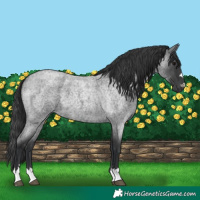 Horse Color:Blue Roan 
