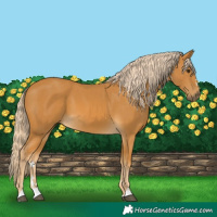 Horse Color:Palomino